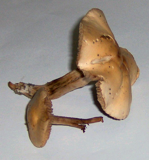 Hebeloma sacchariolens